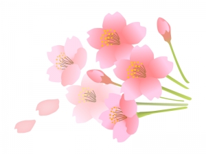 桜の花のイラスト素材 イラスト無料 かわいいテンプレート