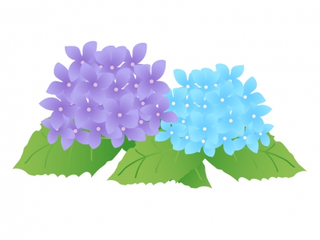 青と紫の紫陽花（あじさい）のイラスト素材