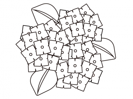 3つ咲いている紫陽花のぬりえ（線画）イラスト素材