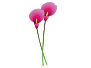 ピンク色のカラー 花 のイラスト素材 イラスト無料 かわいいテンプレート