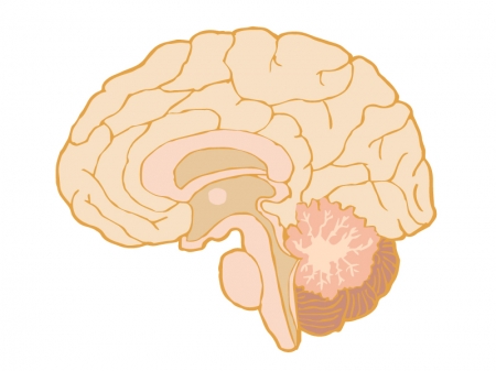 横断面図の脳のイラスト