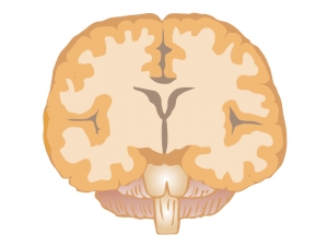 上からの断面図の脳のイラスト イラスト無料 かわいいテンプレート