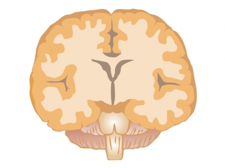 上からの断面図の脳のイラスト