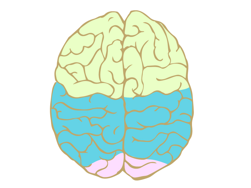 真上から見たカラーで色分けされた脳のイラスト