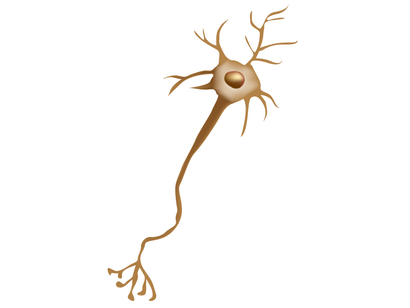 神経細胞のイラスト