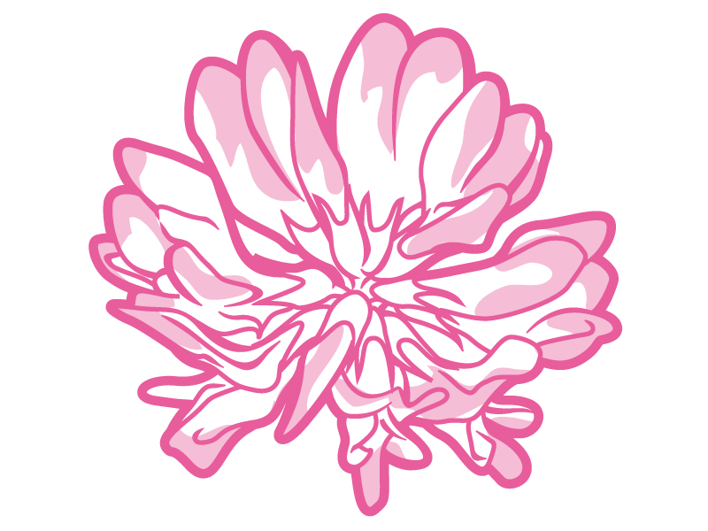 ピンク色のレンゲソウ（蓮華草）の花びらのイラスト