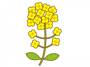 鮮やかな黄色の菜の花のイラスト イラスト無料 かわいいテンプレート