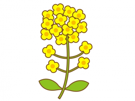 鮮やかな黄色の菜の花のイラスト
