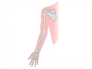 腕の骨のイラスト イラスト無料 かわいいテンプレート