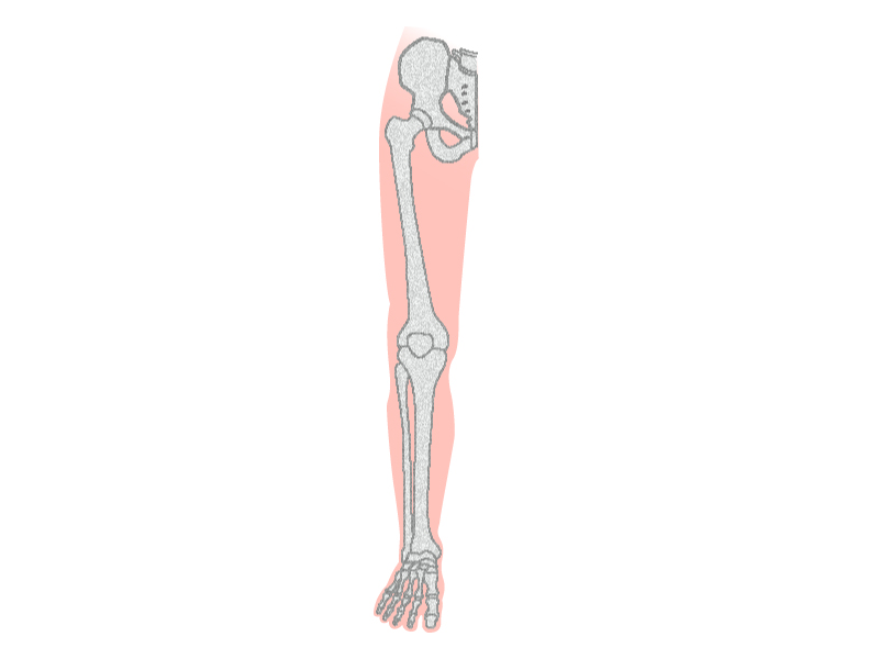 太ももから足の先までの骨のイラスト