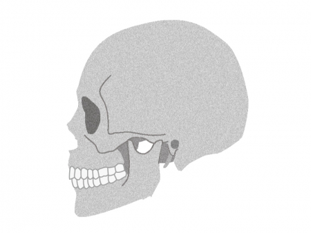 横向きの頭蓋骨のイラスト