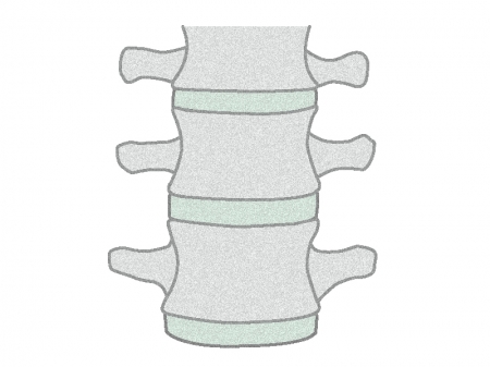 腰髄のイラスト