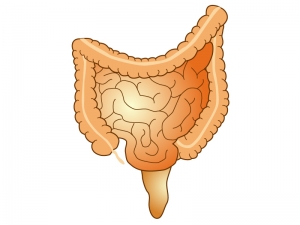 大腸と小腸のイラスト イラスト無料 かわいいテンプレート