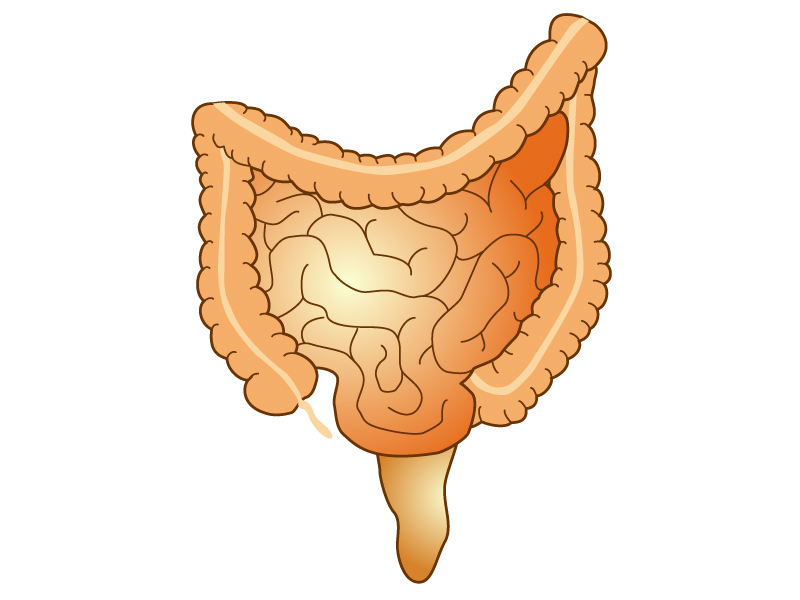 大腸と小腸のイラスト イラスト無料 かわいいテンプレート