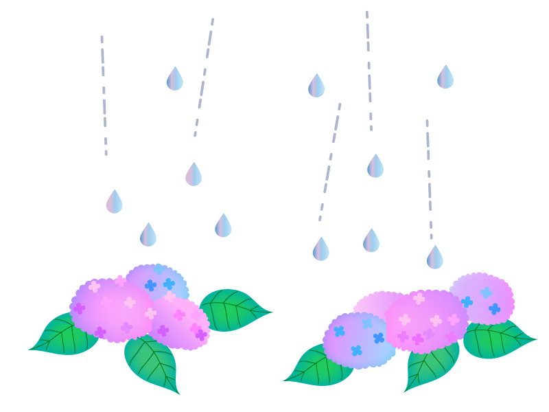 雨が降るっているところに咲くの紫陽花のイラスト