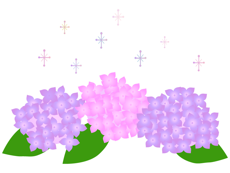 紫とピンクの紫陽花（あじさい）のイラスト素材