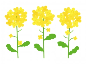 3輪の菜の花のイラスト イラスト無料 かわいいテンプレート