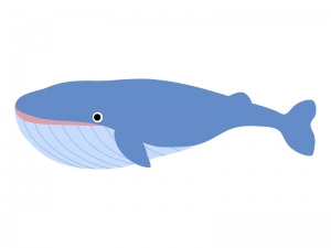 シロナガスクジラのイラスト イラスト無料 かわいいテンプレート