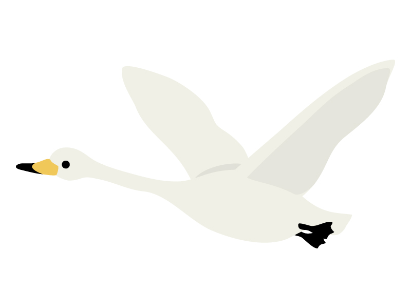 飛んでいる白鳥のイラスト