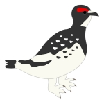 雷鳥 全てのイラストが無料 かわいいテンプレート 雷鳥 全てのイラストが無料 かわいいテンプレート