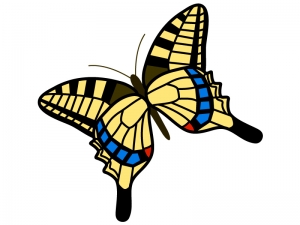 アゲハ蝶のイラスト イラスト無料 かわいいテンプレート