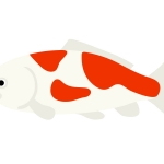 鯉 全てのイラストが無料 かわいいテンプレート 鯉 全てのイラストが無料 かわいいテンプレート