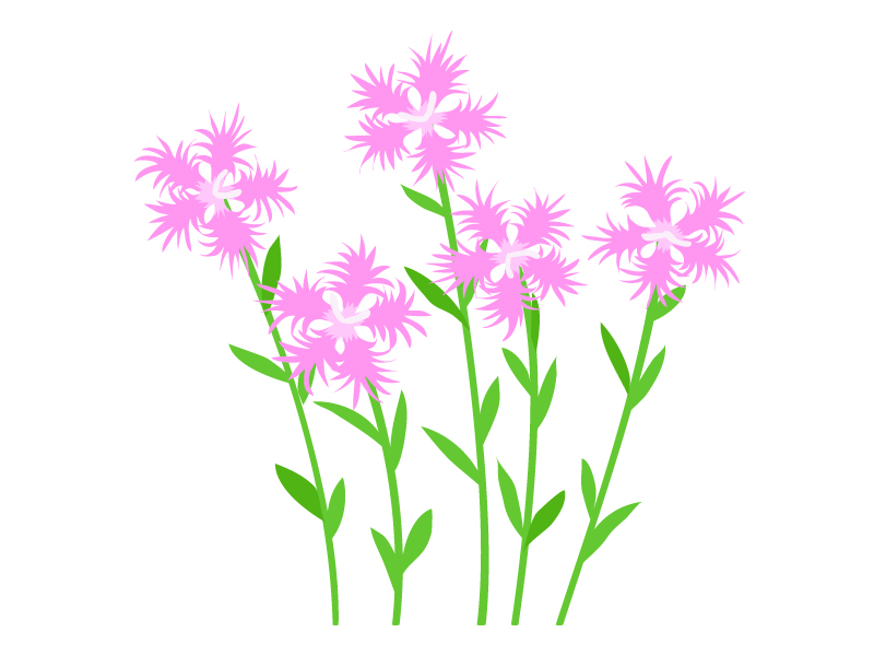 なでしこ（撫子）の花のイラスト02